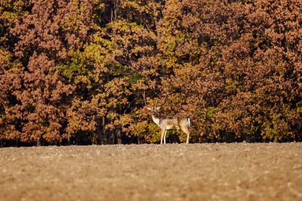 Veado Vermelho Cervos Machos Habitat Natural Dia Outono — Fotografia de Stock