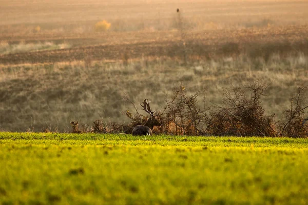赤い鹿 秋の日に自然生息地で鹿のオス — ストック写真
