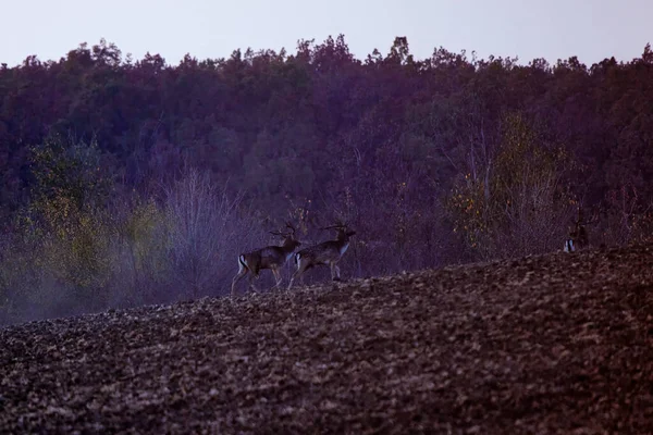 Deux Red Deer Cerfs Mâles Dans Habitat Naturel Jour Automne — Photo