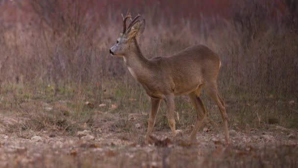 Beautiful Clip Male Deer Autumn Landscape — Stock Video