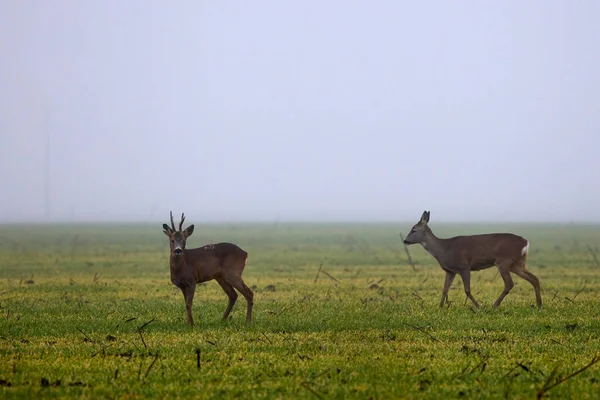 Deer Foggy Day Autumn — Stock Photo, Image