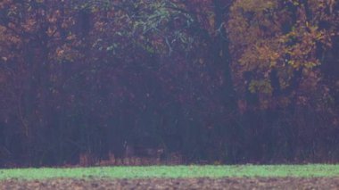 Geyik yumurtası, sisli bir sonbahar gününde ormanın kenarında
