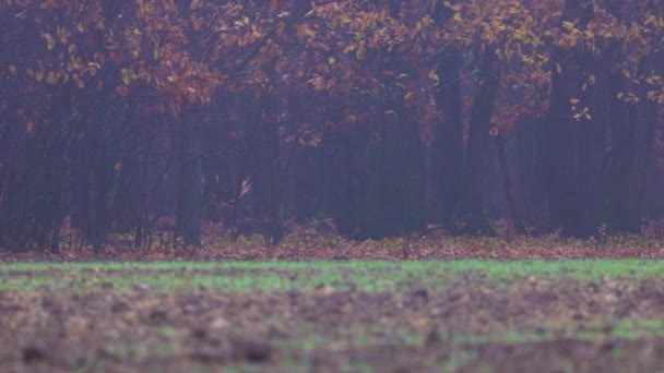 Rehe Waldrand Einem Nebligen Herbsttag — Stockvideo