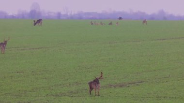 Geyik yumurtası, sisli bir sonbahar gününde yeşil bir tarlada