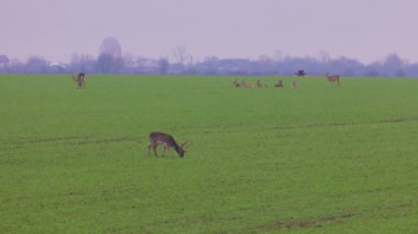 Geyik yumurtası, sisli bir sonbahar gününde yeşil bir tarlada