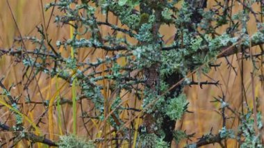 Bir sonbahar gününde yosun dolu bir çalıda hareket