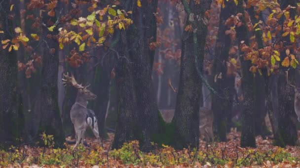 在一个雾蒙蒙的秋日 鹿群在森林的边缘 — 图库视频影像
