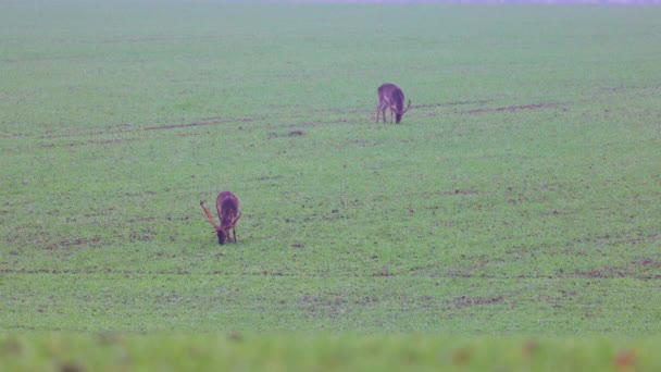 在雾蒙蒙的秋日 鹿群在一片绿地里 — 图库视频影像