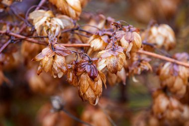 Yağmurlu bir günde olgunlaşmış zıplayan çiçekler.