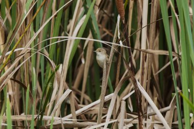 Şirin küçük kuş. Yeşil doğa yaşam alanı geçmişi. Bıyıklı Bülbül. Akrosefalus melanopogon.