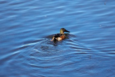 Yetişkin erkek yaban ördekleri kışın donmuş bir nehirde