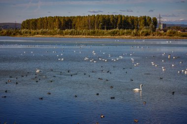 Kışın donmuş bir nehirde martıların ve diğer su kuşlarının bakımı.