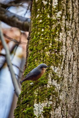 Ağaca tünemiş Avrupa sıvacı kuşu (Sitta europaea)