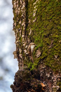 Ağaç kabuğunda Avrasya Ağacı Sarmaşığı (Certhia tanıdık)