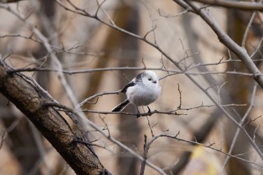 Uzun kuyruk baştankara bir dalda açık tünemiş