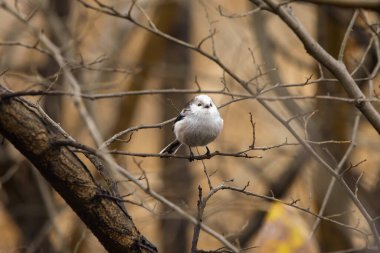 Uzun kuyruk baştankara bir dalda açık tünemiş