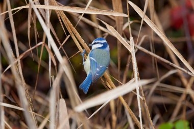 Great tit bird (Parus major) in the forest