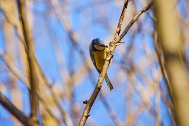 Great tit bird (Parus major) in the forest