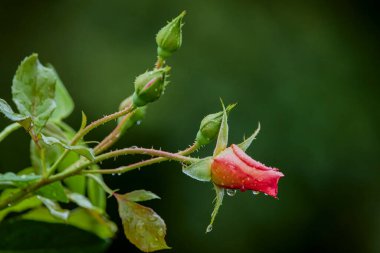 Güneşli bir günde bahçede güzel bir gül