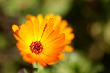 Çayırda, güneş ışığında kadife çiçekleri