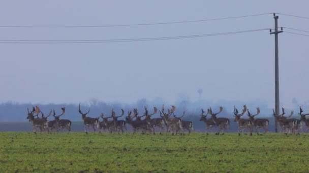 Group Fallow Deer Green Field Forest Rainy Day — Stock Video