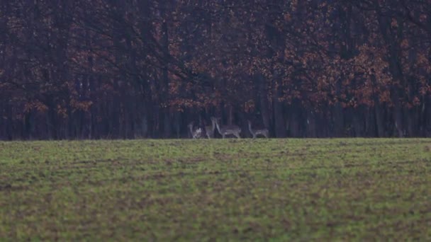 Group Fallow Deer Green Field Forest Rainy Day — Stock video