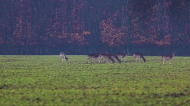 a group of fallow deer on a green field near a forest on a rainy day.