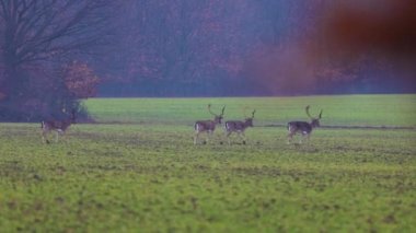 a group of fallow deer on a green field near a forest on a rainy day.