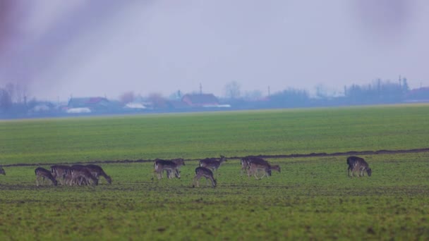 Group Fallow Deer Green Field Forest Rainy Day — Wideo stockowe