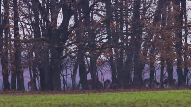 Group Fallow Deer Green Field Forest Rainy Day — Stock Video