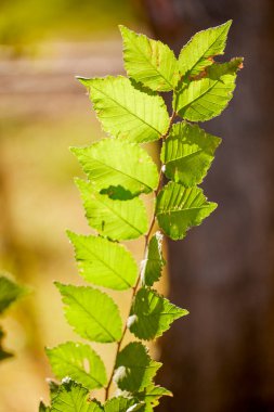tree branches with colorful autumn leaves on blurred background