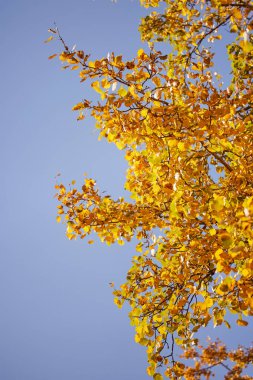 tree branches with colorful autumn leaves on blurred background