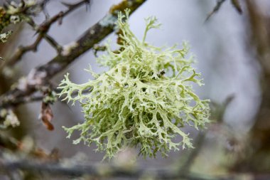 Ağaç kabuğunda parazit mantarlı çalılar..