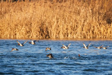 group of ducks on a water while taking off