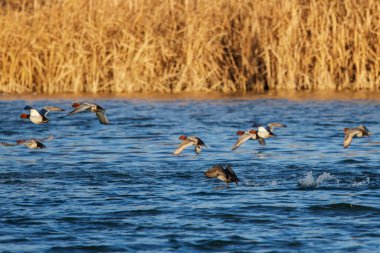 group of ducks on a water while taking off