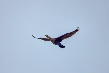 The bird, Phalacrocoracidae, in flight against the background of the sky