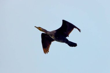 The bird, Phalacrocoracidae, in flight against the background of the sky