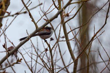 Uzun kuyruk baştankara bir dalda açık tünemiş
