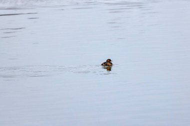 (Tachybaptus ruficollis) floating on the water of a lake