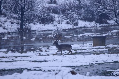 Geyik kışın doğal ortamda