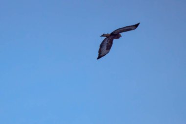 Hawk in flight against the background of the blue sky