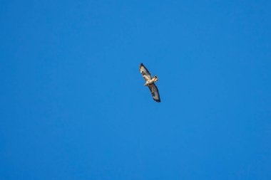 beautiful specimen of eagle on the background of the blue sky