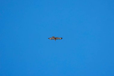 beautiful specimen of eagle on the background of the blue sky