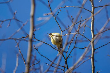 Mavi baştankara (Parus caeruleus) bir dal üzerinde tünemiş