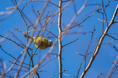 Mavi baştankara (Parus caeruleus) bir dal üzerinde tünemiş