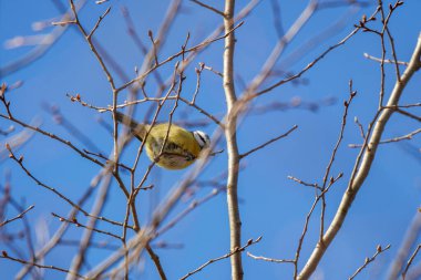 Mavi baştankara (Parus caeruleus) bir dal üzerinde tünemiş