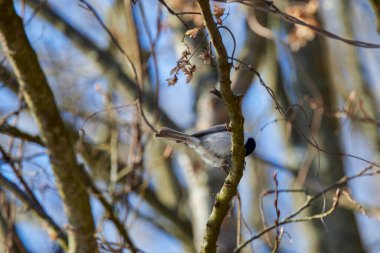 Grey tit (Melaniparus afer) perched on a twig