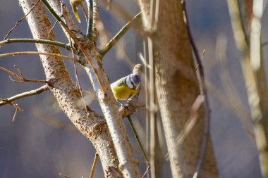 Mavi baştankara (Parus caeruleus) bir dal üzerinde tünemiş