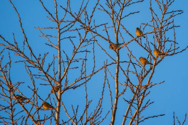 group of sparrows sitting on the branches of a tree