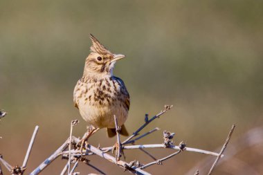 Crested Lark (Galerida cristata) is a common passerine bird in Asia and Europe